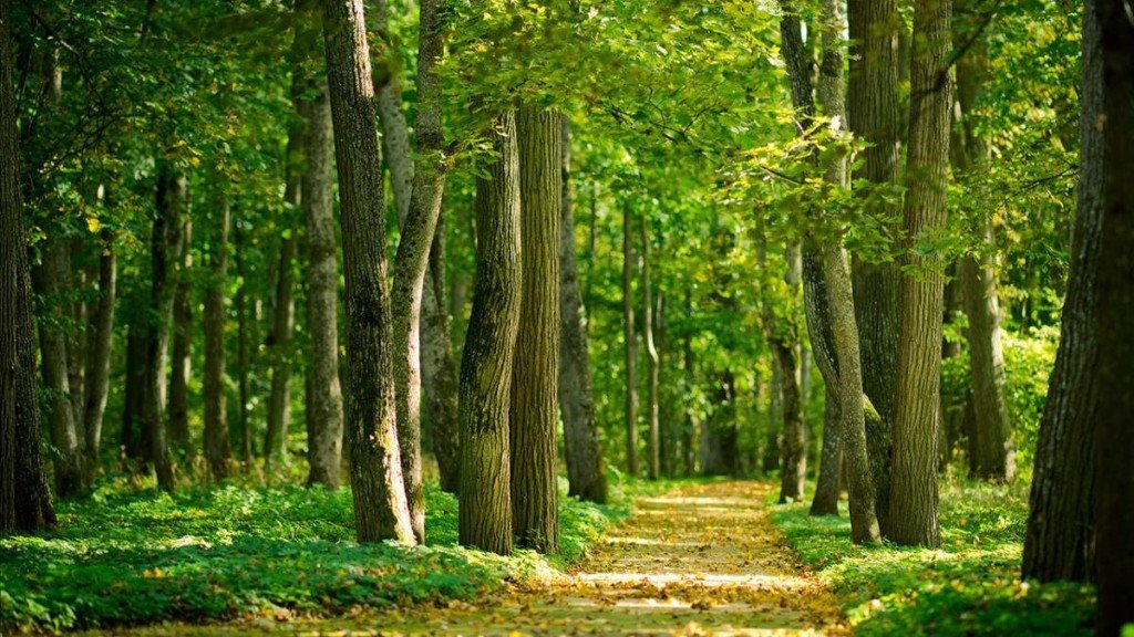 Gestión ambiental y sustentabilidad